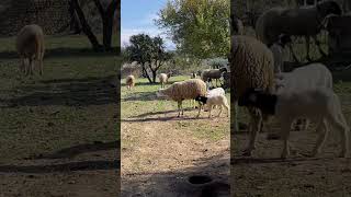 Shepp 🐑 viralvideoshorts sheep [upl. by Azer]