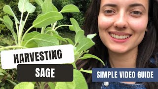 All You Need To Know About Harvesting Sage [upl. by Chew366]