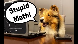 quotSTUPID MATHquot  Talking Dog HATES MATHquot ➗🐶 Biscuit Talky  Cricket quotthe Sheltiequot Chronicles e065 [upl. by Cornwell]