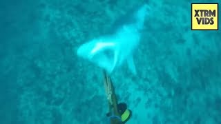 IMPRESSIONANTE ATAQUE DE TUBARÃO A MERGULHADOR  Shark Attacks Spearfisherman [upl. by Dinny]