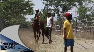 Indonesia Bagus  Kisah Kebanggaan dari Tanah Sumbawa [upl. by Assecnirp]