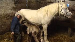 Emile 89 ans et une passion toujours dévorante pour les chevaux Boulonnais [upl. by Flip]