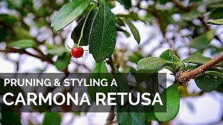 Pruning and Styling a Carmona Retusa Bonsai Fukien Tea  Ehretia Microphylla Philippine tea [upl. by Jueta870]