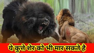 Dogs that can kill a lion  dog breeds that can defeat lion [upl. by Swithbert]