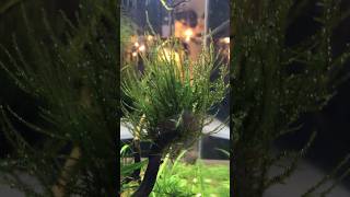 i love Christmas Moss ❤️💚 christmas moss aquascape aquarium fyp fypシ shrimp youtube tank [upl. by Senalda523]