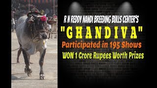 GHANDIVA  RNReddy Nandi Breeding Bulls Centers BULL  195 Competitions  1 CRORE Worth Prizes [upl. by Nonnarb]