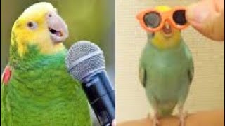 Smart And Funny Parrots Parrot Talking Videos Compilation 2024  Cute Birds 19 [upl. by Natassia381]