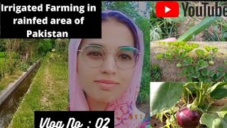 Irrigated Farming in RainfedAgriculturePakistan [upl. by Ssej]