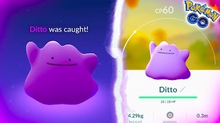 CATCHING A WILD DITTO IN POKEMON GO HOW TO CATCH A DITTO [upl. by Oflunra]