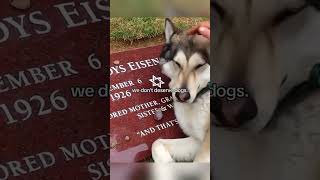 La Inigualable Fidelidad de los Perros 🐾❤️ shortsvideo dog [upl. by Ennayelsel269]