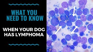 What You Need To Know When Your Dog Has Lymphoma VLOG 120 [upl. by Collins]