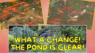 You Asked The Pond Transformation [upl. by Naryb261]