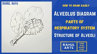 How to draw Alveolus diagram  Parts of Respiratory System  Structure of Alveoli [upl. by Nairadas]