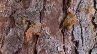 How to Save Your Trees From Pine Beetle Attack  From the Ground Up [upl. by Luther956]