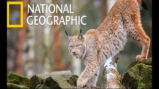 Wildlife  Dangerous Predators in The Blackwater Swamp Nat Geo Wild [upl. by Coral]