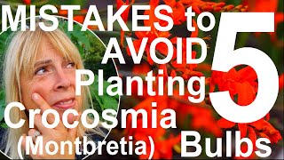 Five Mistakes to Avoid Planting and Growing Crocosmia Bulbs  Montbretia [upl. by Imim]