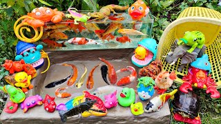 Fishing for Betta Fish in Ponds Ornamental Fish Koi Fish Frogs Lobsters Turtles Ducks Swans [upl. by Fortune]