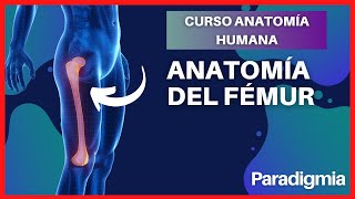 Anatomía del Fémur  Explicación Sencilla y con Modelo en 3D 🤯 [upl. by Karia]