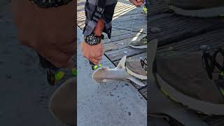 Bonnethead Baby Shark On A Hook amp Released At Fishing Pier [upl. by Ileyan]