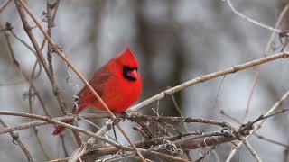 Northern Cardinal Singing [upl. by Behm]