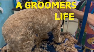 A DAY IN THE LIFE OF A PET GROOMER 😮🤯🐶 [upl. by Aylsworth]