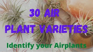 30 AIR PLANT VARIETIES  IDENTIFY YOUR AIR PLANTS [upl. by Ydnak]