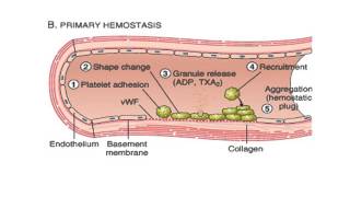 HEMATOLOGIE HEMOSTASE PRIMAIRE [upl. by Arundel]