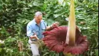 The Biggest Flower in the World  Titan Arum  David Attenborough  BBC Studios [upl. by Vahe717]