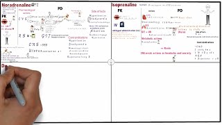 Noradrenaline and Isoprenaline [upl. by Jozef]