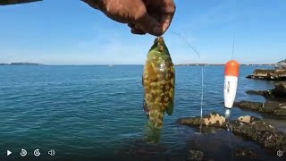 MACKEREL BASHING AT BRIXHAM brixham fish fishingmethods [upl. by Alleciram]