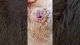 Caseous lymphadenitis in a sheep [upl. by Gunning104]