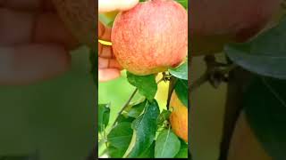 Apple  cultivation of apple  agriculture  apple in Jammu and Kashmir [upl. by Akoyin]