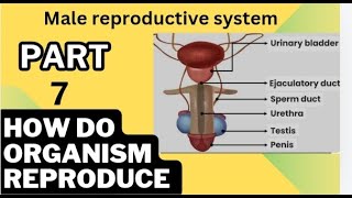 Part 7 Reproduction male reproductive system [upl. by Mindi]