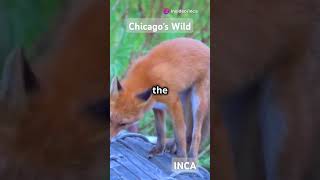 Chicagos Wildlife Wonders Illinois local natural parks tour naturepark [upl. by Dyraj406]