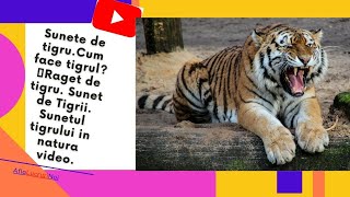 Sunete de tigruCum face tigrul 🐅Raget de tigru Sunet de Tigrii Sunetul tigrului in natura video [upl. by Siskind452]