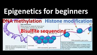 Epigenetics DNA methylation  Histone Modifications Bisulfite sequencing Genetics for beginners [upl. by Tselec]