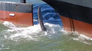 Propeller Turning USS Jerehmiah OBrien Liberty Military Ship San Francisco CA [upl. by Bruyn]