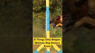 8 Things Only Belgian Malinois Dog Owners Understand belgianmalinois [upl. by Gona265]