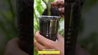 🌿How grow Lemon tree great idea to propagate Lemon tree by air layering using a Carrot🥕 lemontree [upl. by Coh]