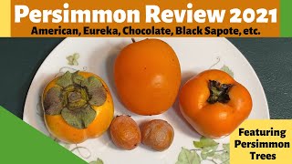 Persimmon Review 2021 American Eureka Chocolate Black Sapote etc [upl. by Jonah]