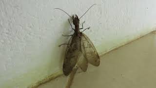 Dobsonfly Corydalus batesii  a scarylooking insect [upl. by Anelrats554]