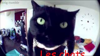 Norman Les Chats [upl. by Gromme905]