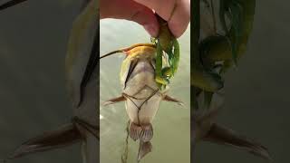 Another one bullhead fish fishing [upl. by Haet]