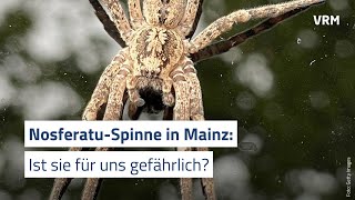 Giftspinne in Mainz [upl. by Magnus]