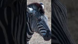 Oxpeckers Clean A Zebras Ears [upl. by Dianemarie10]