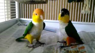 Caique parrots playing [upl. by Kenwrick872]