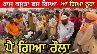 ਰਾਜੂ ਕਸੂਤਾ ਫਸ ਗਿਆ ਆ ਗਿਆ ਨੂਰਾ goatfarming bakramandi farming goats [upl. by Ahsatam]