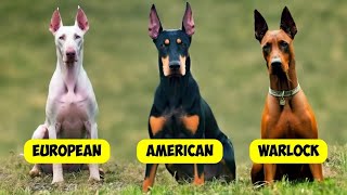 DOBERMAN PINSCHER TYPES  3 TYPES OF DOBERMANNS [upl. by Nnaael]