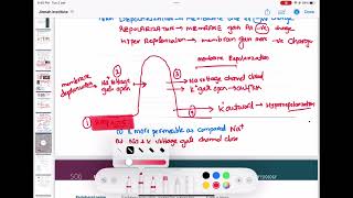 Neuron action potential physiology neurology 20  First Aid USMLE Step 1 in UrduHindi [upl. by Ylelhsa]