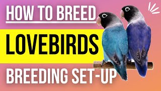 How to Setup a Lovebird Breeding Cage [upl. by Gabler]